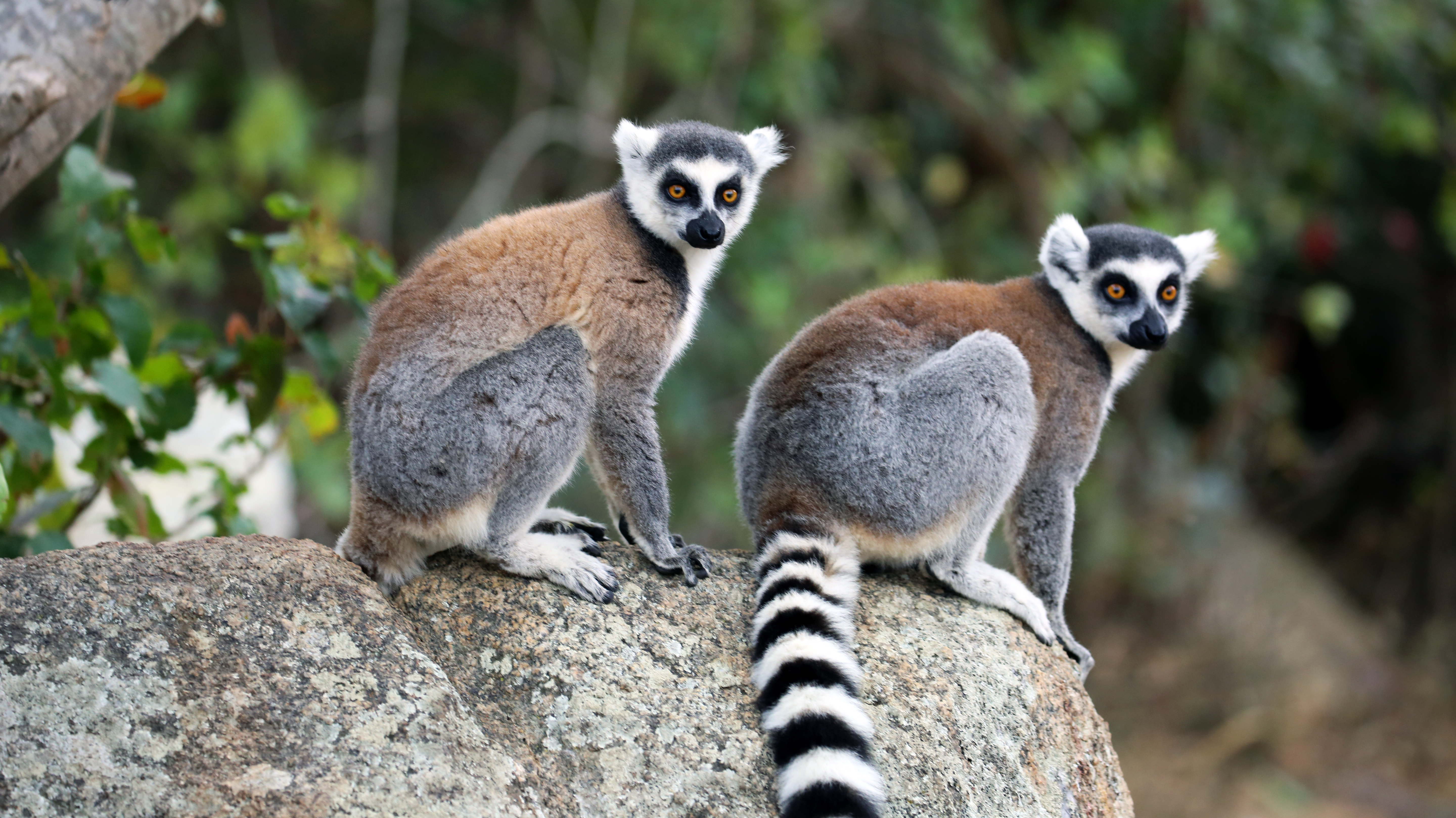 Ring-Tailed Lemurs, Madagascar
